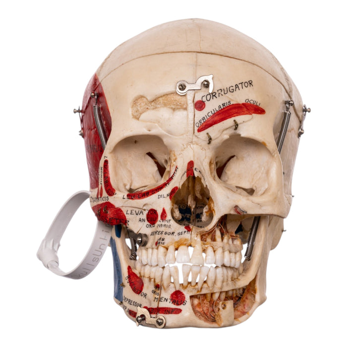Real Human Dissected Skull in Carrying Case