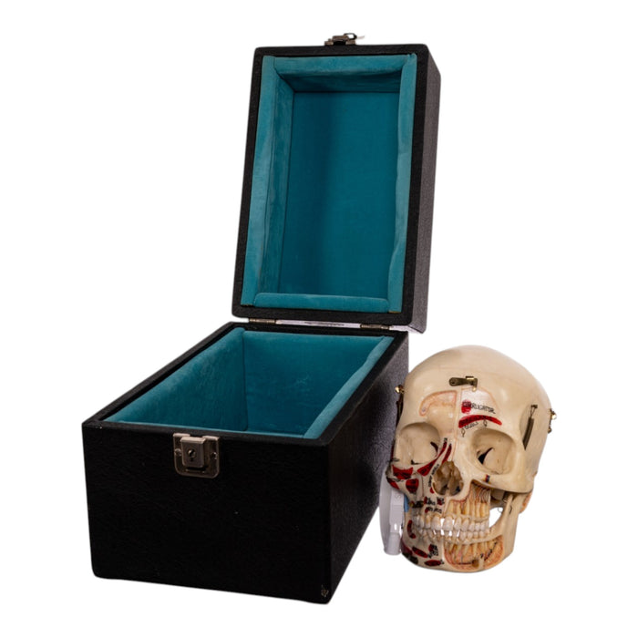 Real Human Dissected Skull in Carrying Case