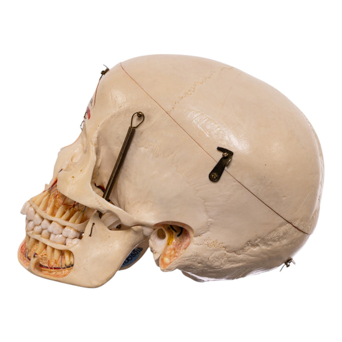 Real Human Dissected Skull in Carrying Case
