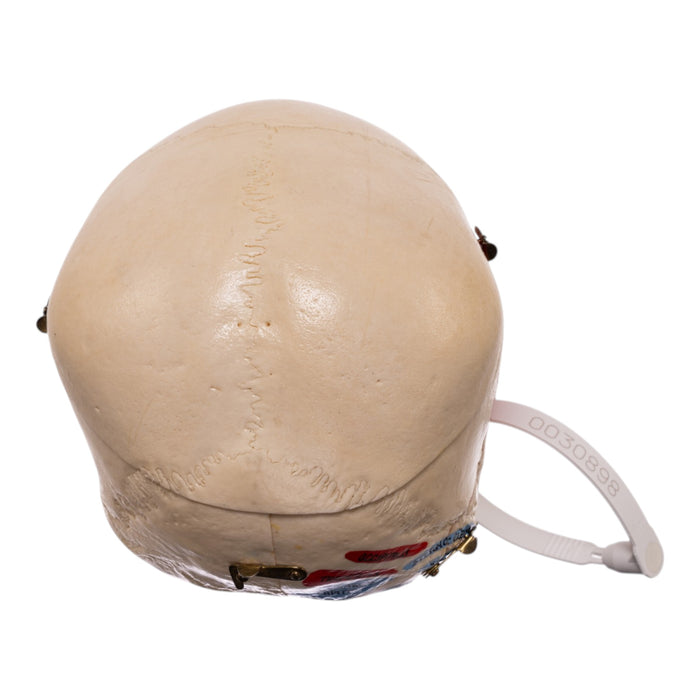 Real Human Dissected Skull in Carrying Case