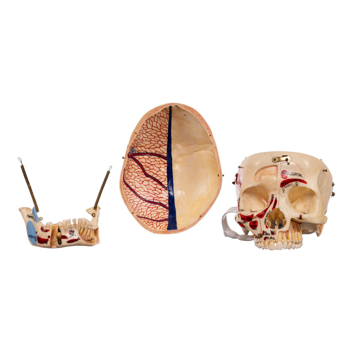 Real Human Dissected Skull in Carrying Case
