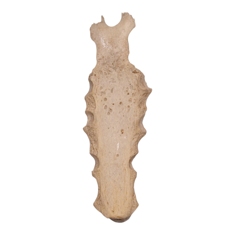 Real Human Partial Sternum