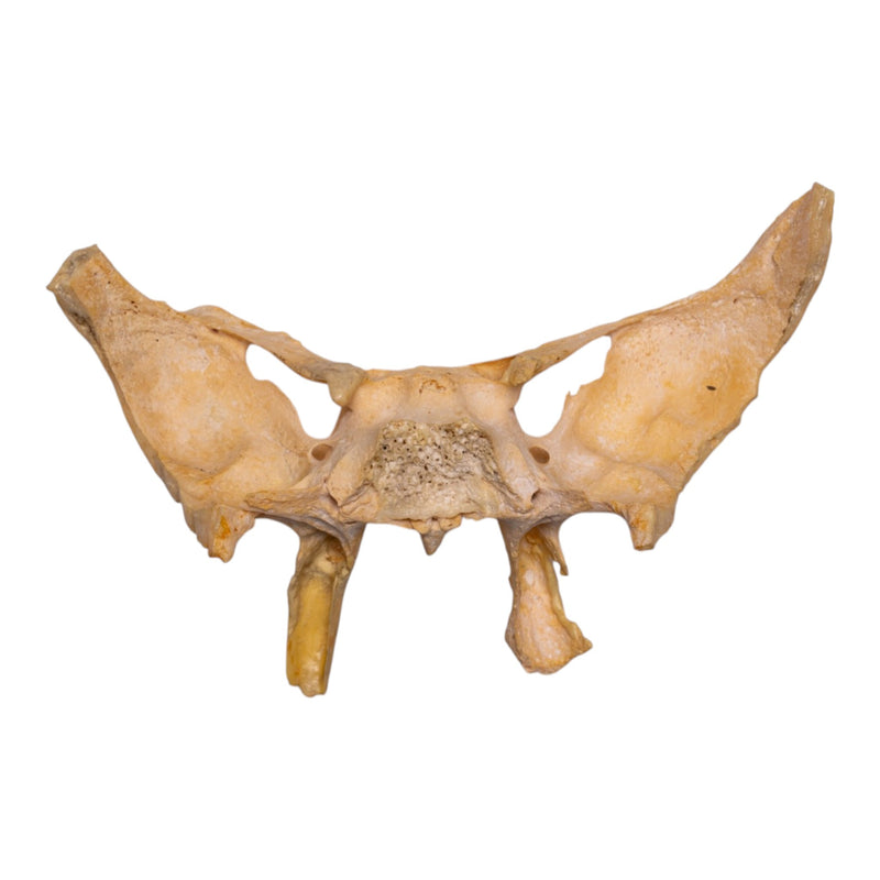 Real Human Sphenoid Bone