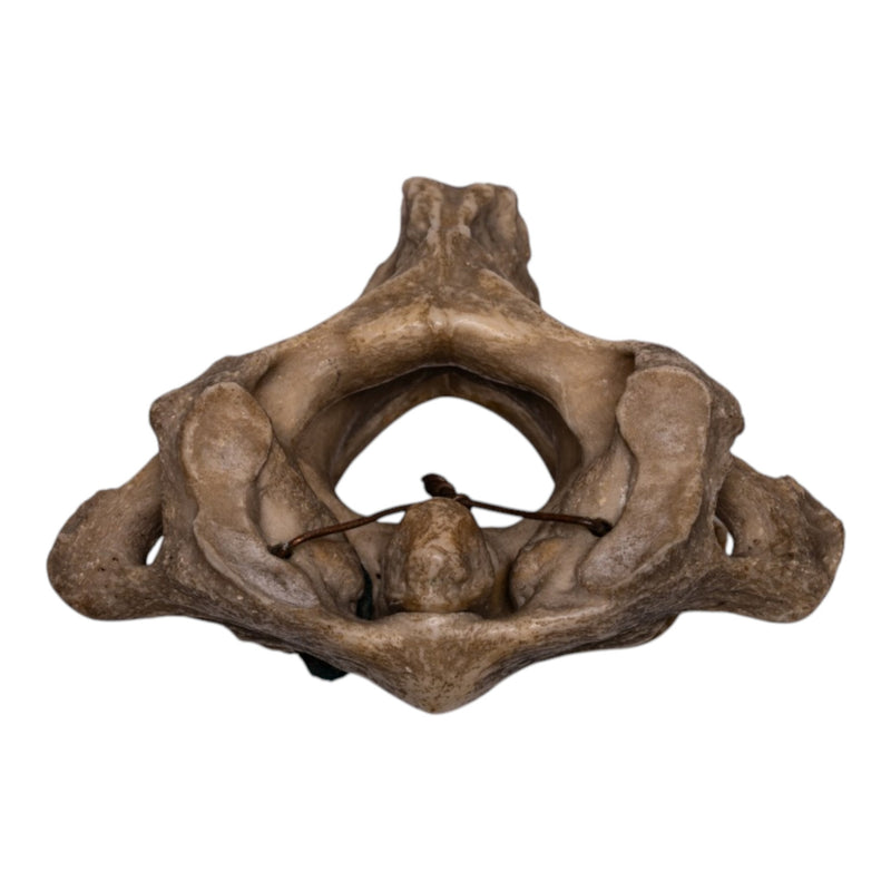 Real Human Vertebrae Set