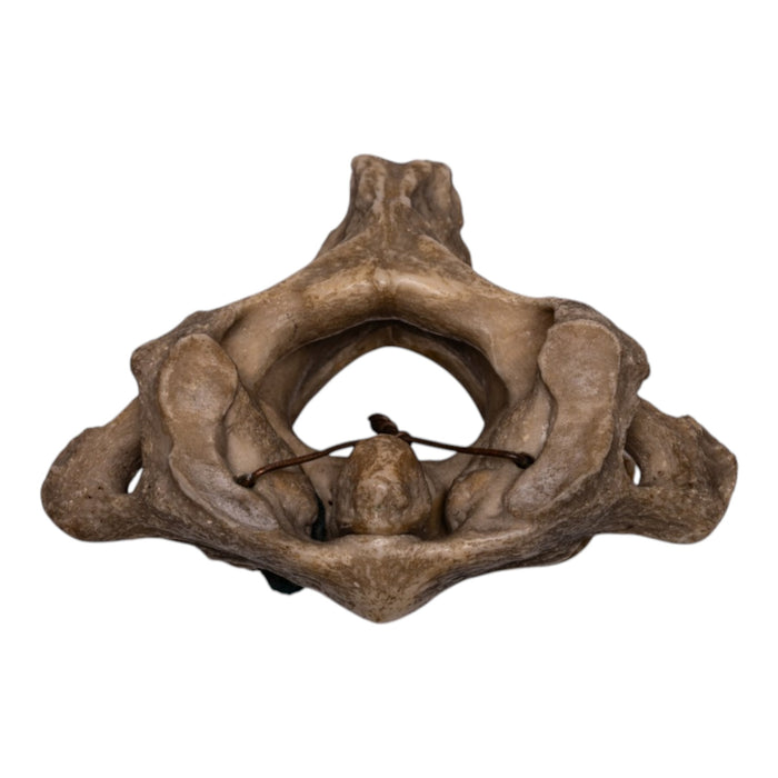 Real Human Vertebrae Set