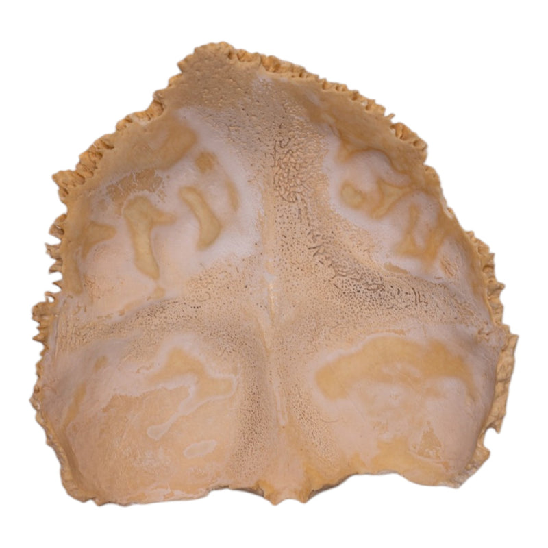 Real Human Child Occipital Bone