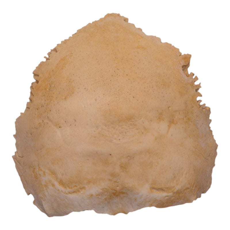 Real Human Child Occipital Bone