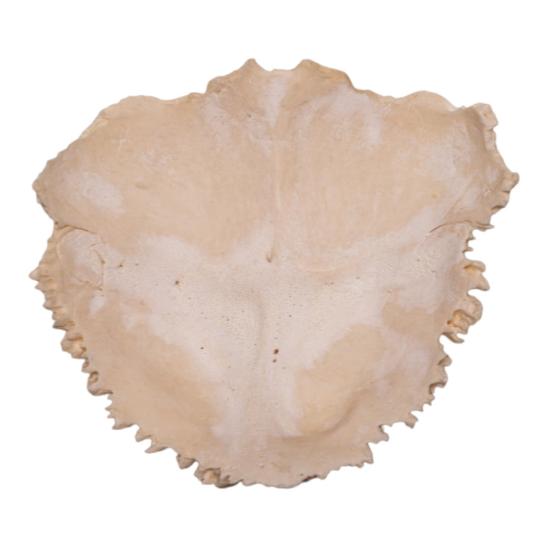 Real Human Child Occipital Bone