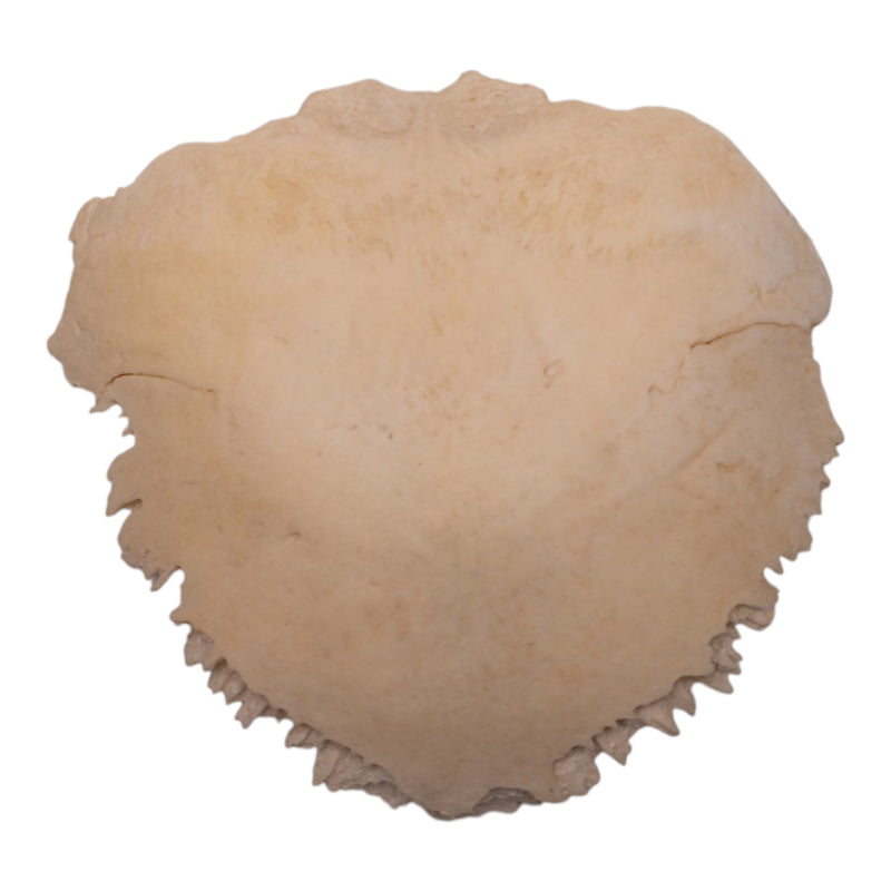 Real Human Child Occipital Bone