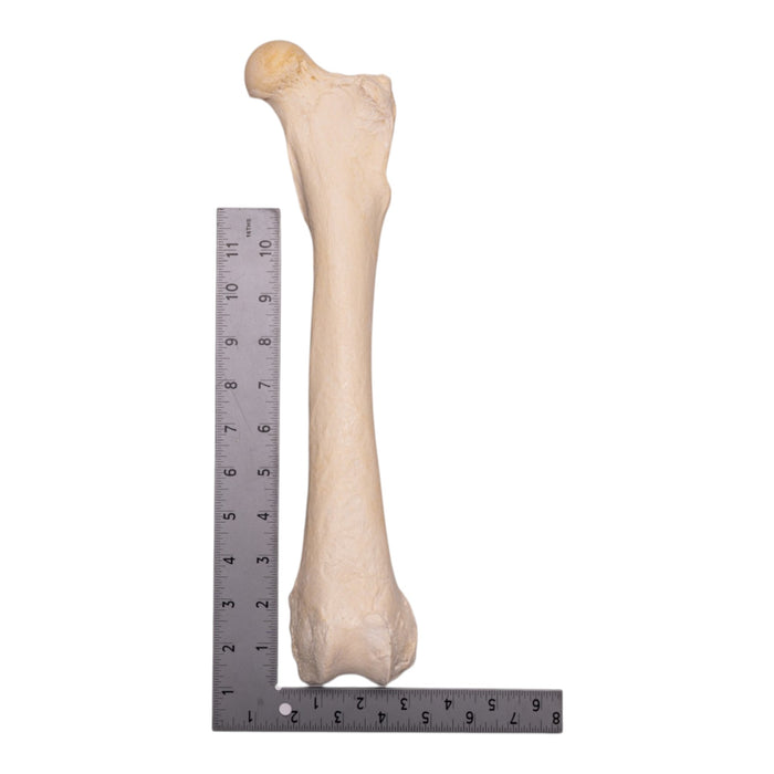 Real Grizzly Bear Femur