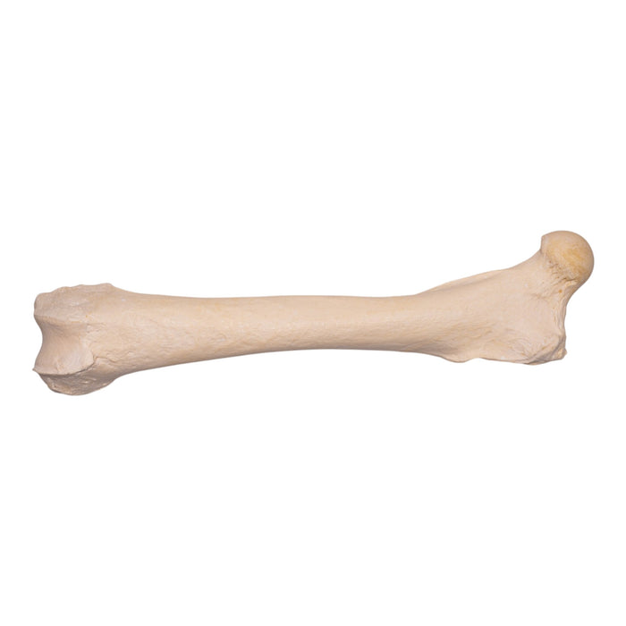 Real Grizzly Bear Femur