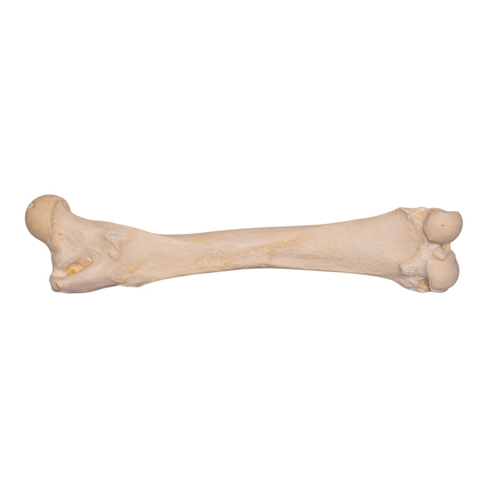 Real Grizzly Bear Femur