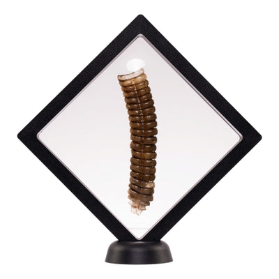 Real Rattlesnake Rattle