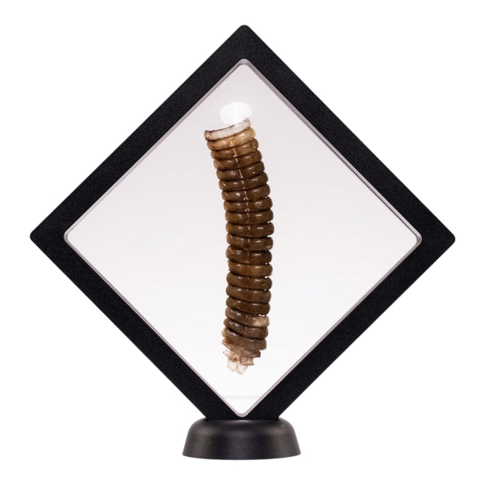 Real Rattlesnake Rattle