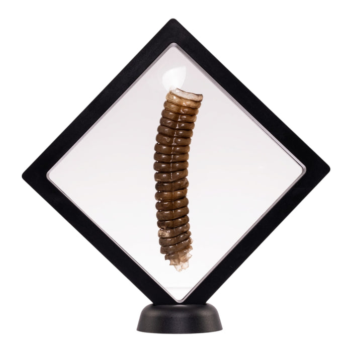 Real Rattlesnake Rattle