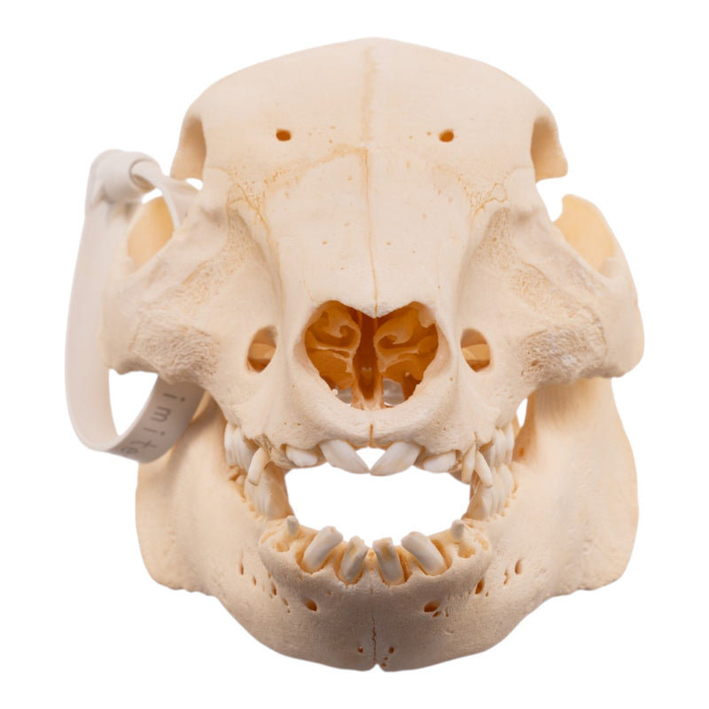 Real Potbellied Pig Skull