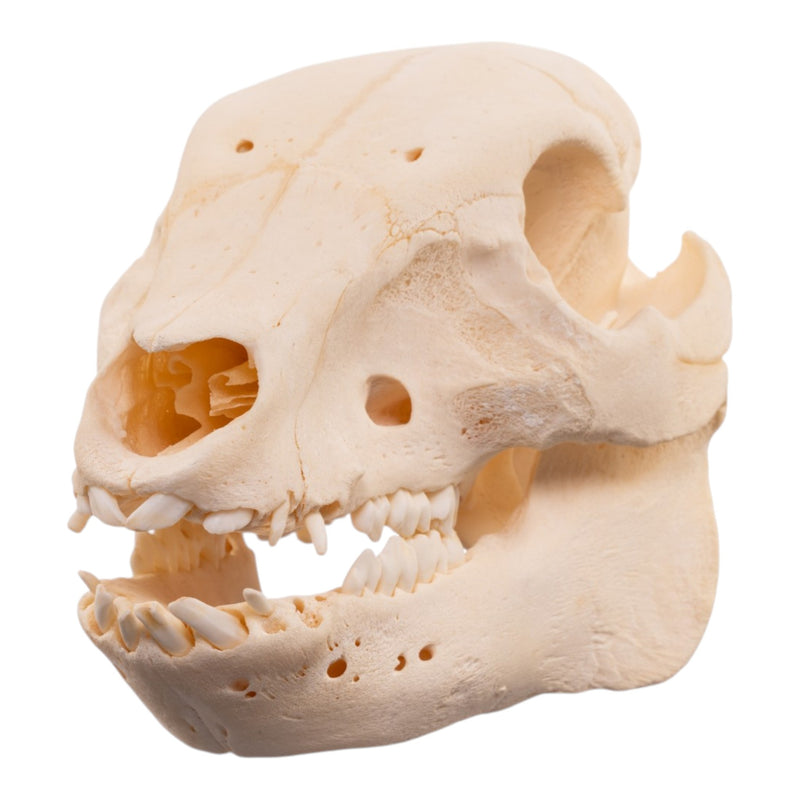 Real Potbellied Pig Skull