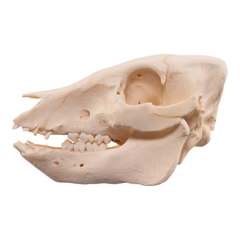 Real Potbellied Pig Skull