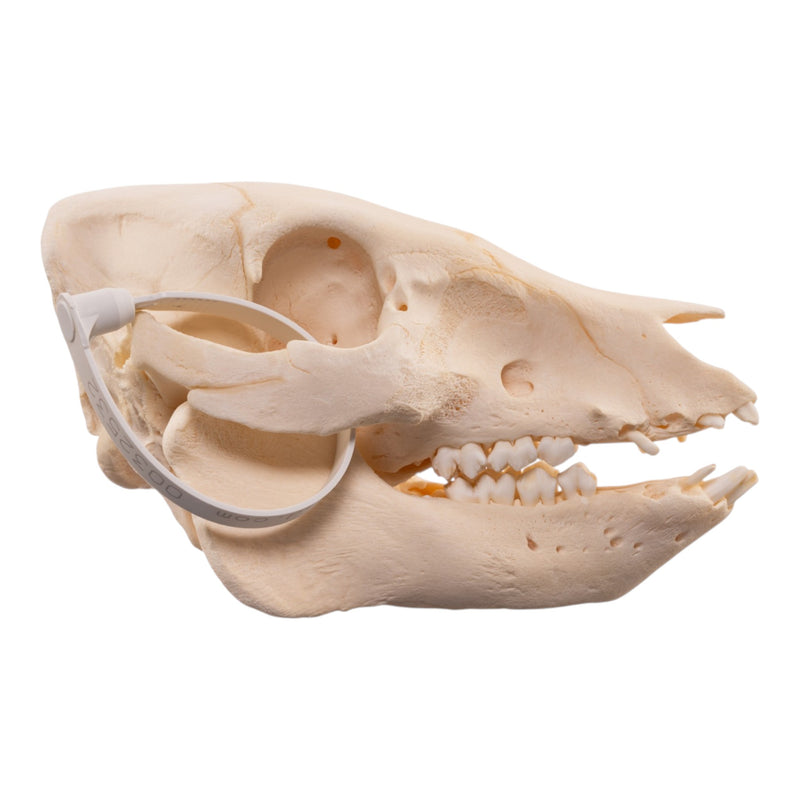 Real Potbellied Pig Skull