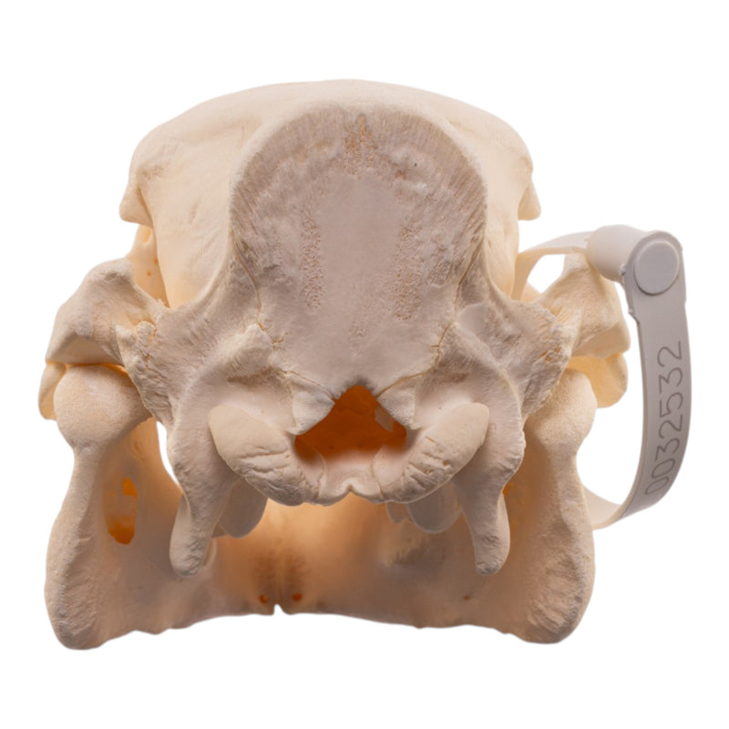 Real Potbellied Pig Skull