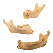 Real Human Partial Mandible - Set of 3