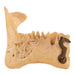 Real Human Partial Mandible - Set of 3