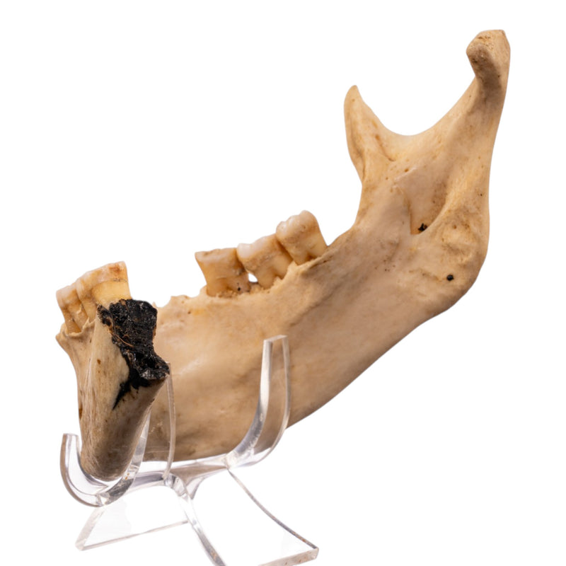 Real Human Mandible - Set of 3