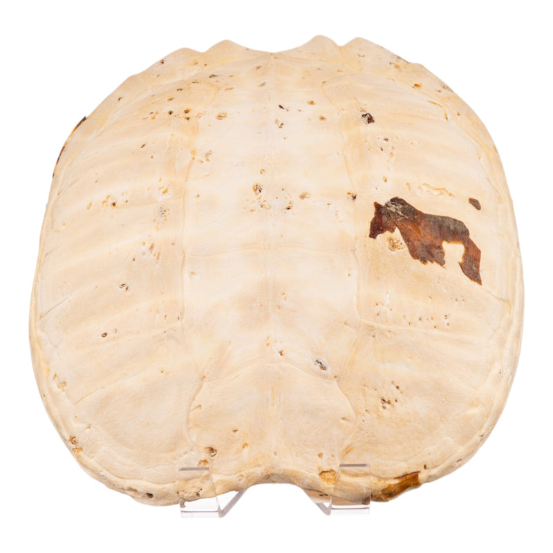 Real Turtle Carapace