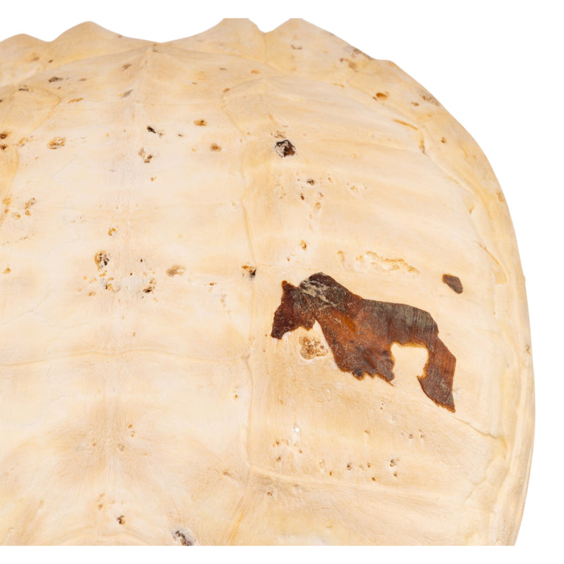 Real Turtle Carapace