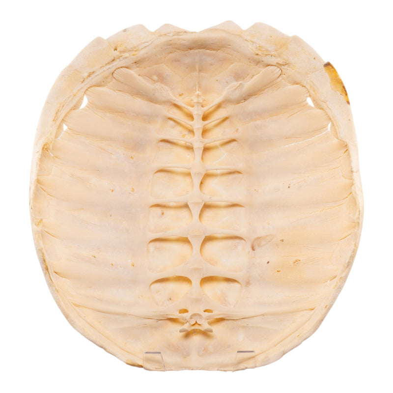 Real Turtle Carapace