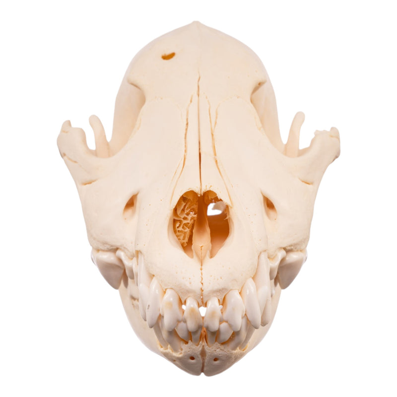 Real Wolf Skull Adolescent -Pathology