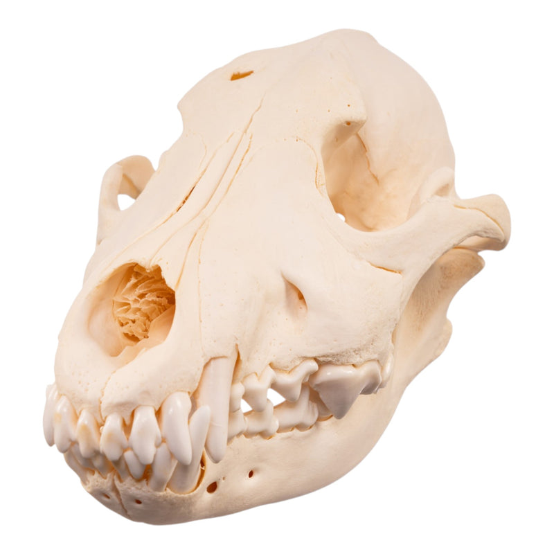 Real Wolf Skull Adolescent -Pathology