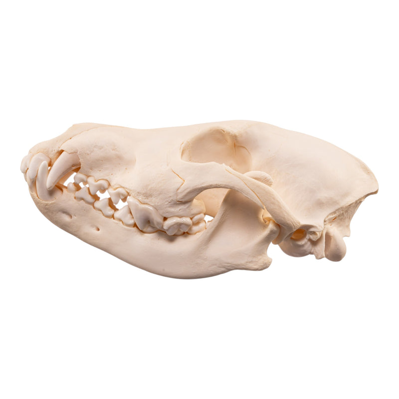 Real Wolf Skull Adolescent -Pathology