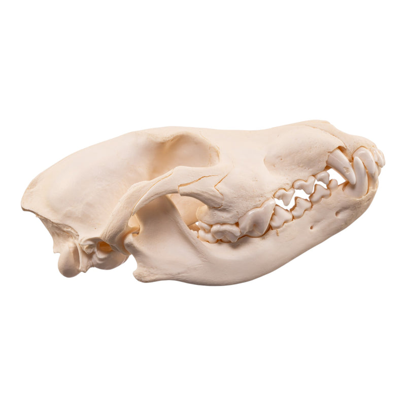 Real Wolf Skull Adolescent -Pathology