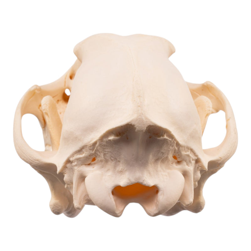 Real Wolf Skull Adolescent -Pathology