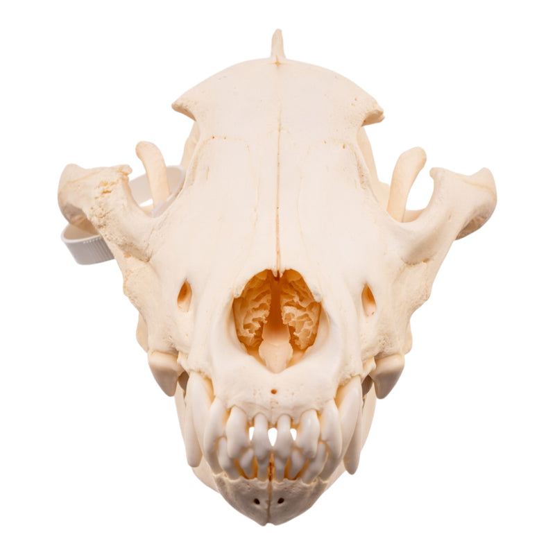 Real Gray Wolf Skull - Pathology