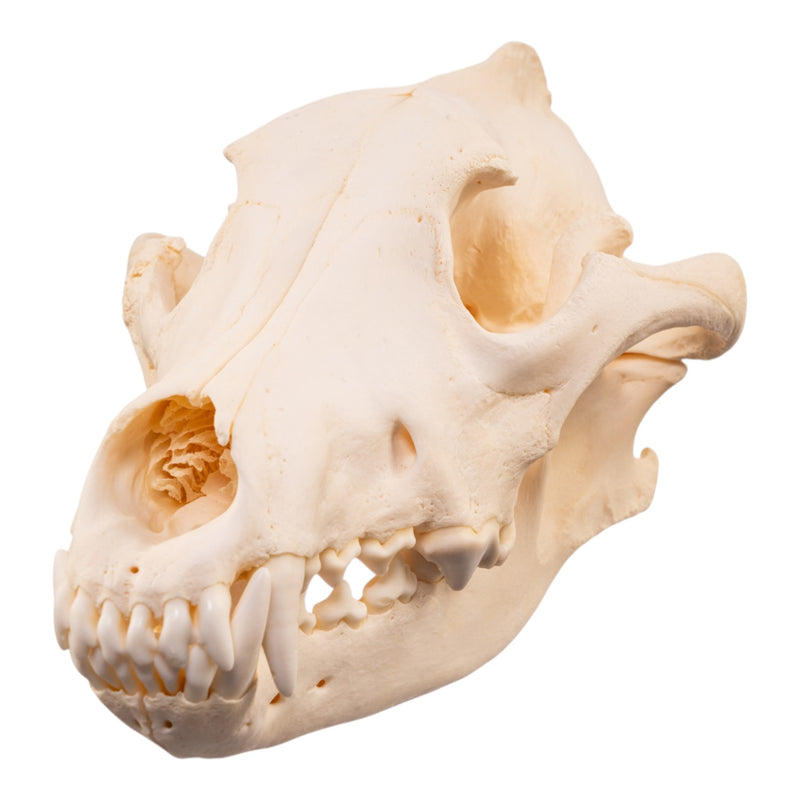 Real Gray Wolf Skull - Pathology