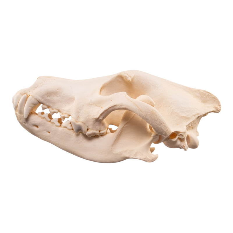 Real Gray Wolf Skull - Pathology