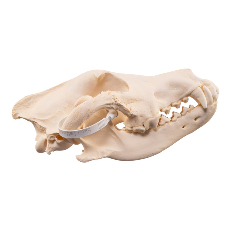 Real Gray Wolf Skull - Pathology