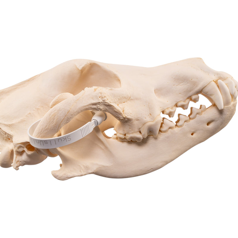 Real Gray Wolf Skull - Pathology