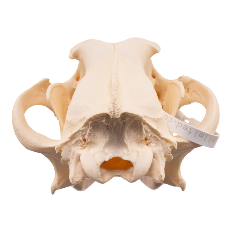 Real Gray Wolf Skull - Pathology