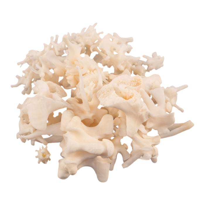 Real Bag-O Snake Vertebrae
