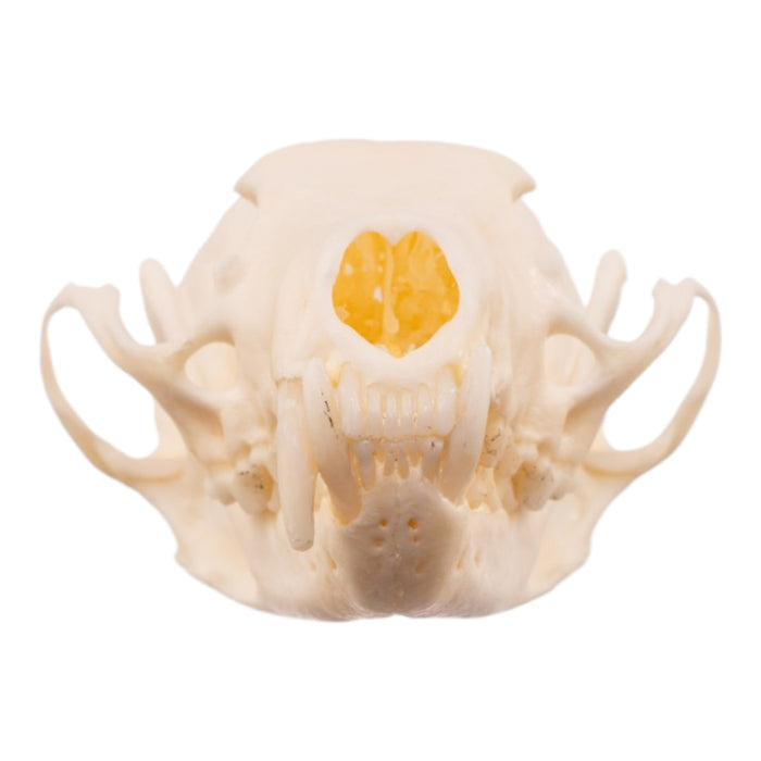 Real American Marten Skull - Pathology