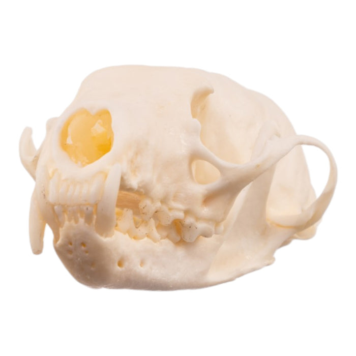 Real American Marten Skull - Pathology