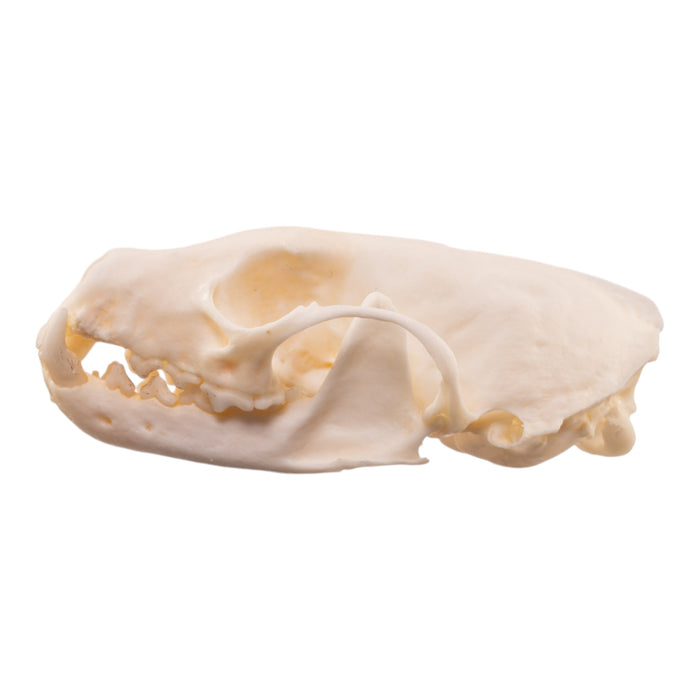 Real American Marten Skull - Pathology