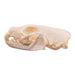 Real American Marten Skull - Pathology