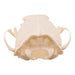 Real American Marten Skull - Pathology