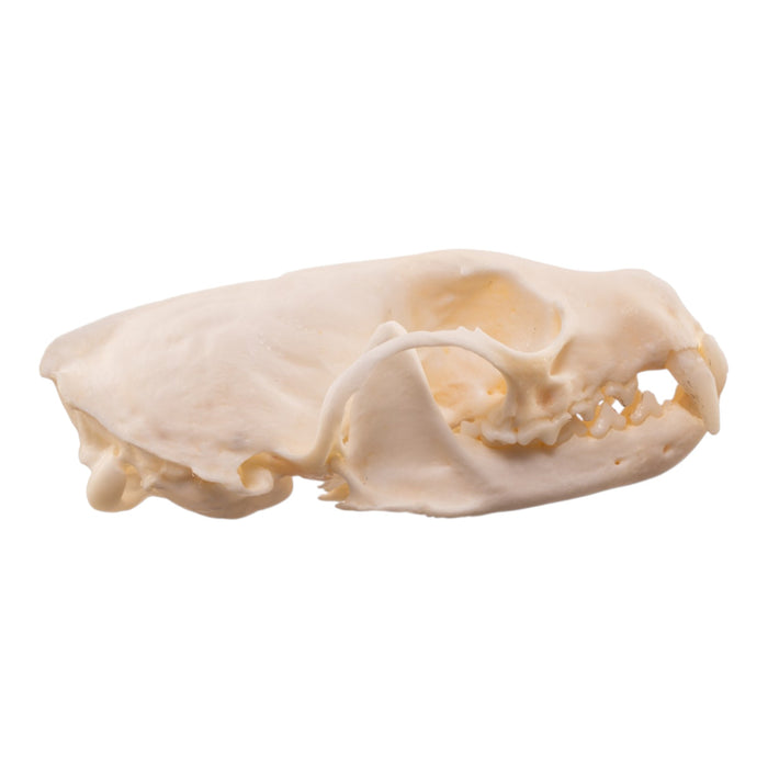 Real American Marten Skull - Pathology