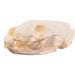 Real American Marten Skull - Pathology