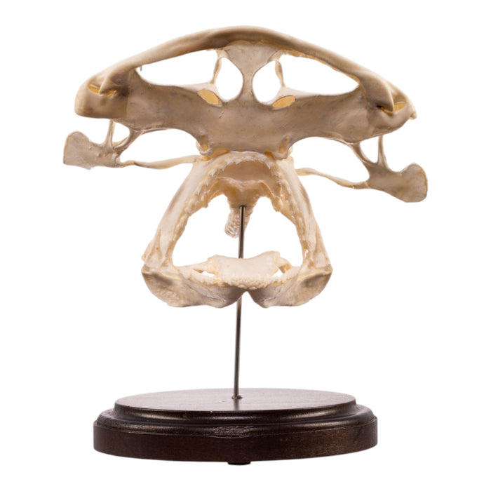 Real Bonnethead Shark Skull